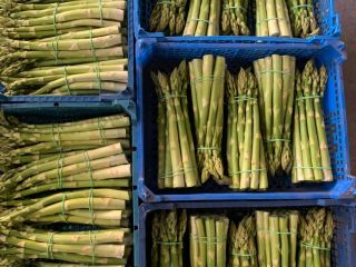 Venta de espárragos blancos y verdes. Cantidades de palets.