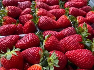 Fresas de Albani. Certificado GLOBAL GAP. Presentación: 9 envases