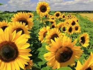 Se venden flores decorativas de girasol. yo soy el
