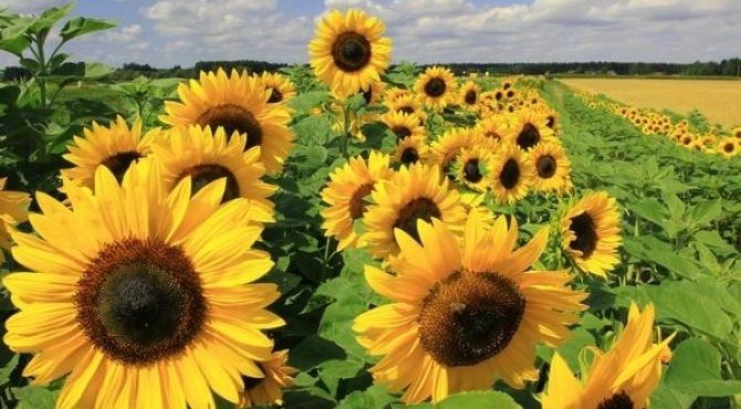 Se venden flores decorativas de girasol