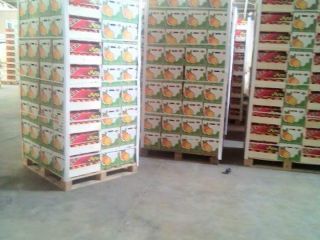 les presentamos nuestro producto biológico eureka lima amarilla en