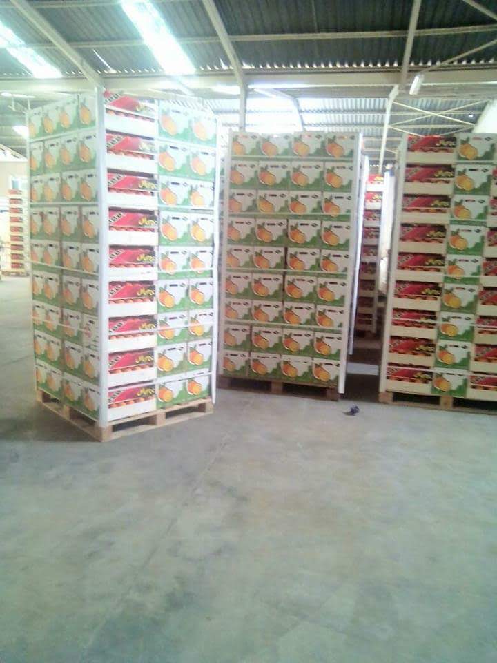 les presentamos nuestro producto biológico eureka lima amarilla en cajas de madera o cartón de 15kg 24300kg por camión o contenedor