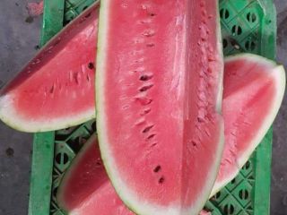 sandia en cajas de madera de 550kg para exportar