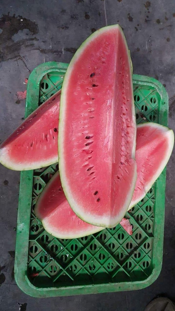 sandia en cajas de madera de 550kg para exportar desde marruecos calibres de 12 a 18kg