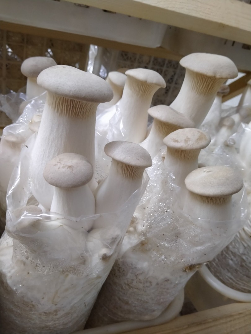 Desde 2013, nuestra empresa se dedica al cultivo industrial de hongos Eryngii frescos en Ucrania
