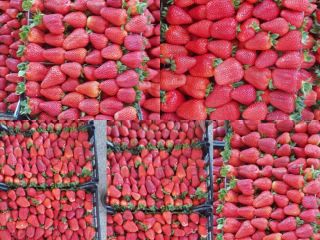Fresas jugosas de Grecia Cartón 5 kg Precio 1,65