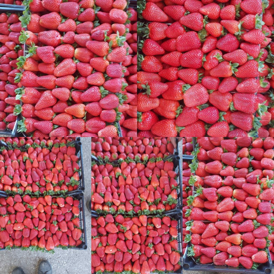 Fresas jugosas de Grecia Cartón 5 kg Precio 1,65 € neto