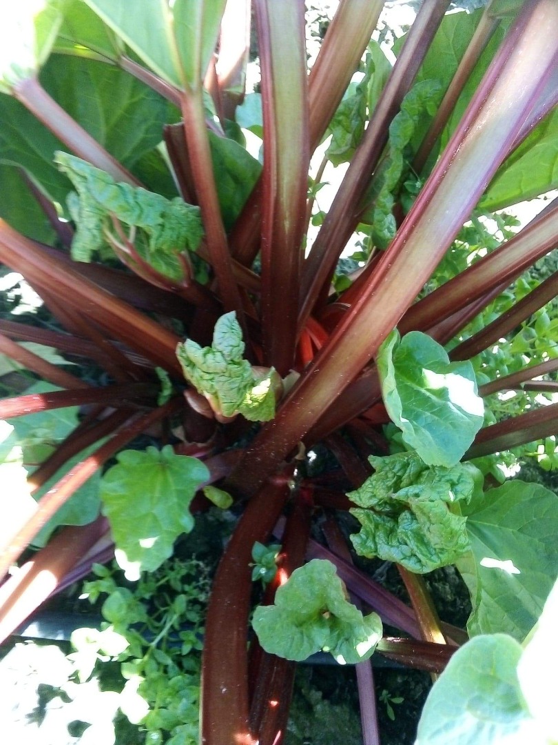 Hola, vendo ruibarbo disponible ahora