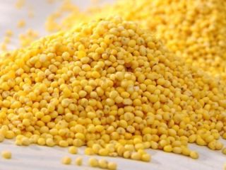 Vendo mijo amarillo. Limpieza hasta 98,5%, humedad hasta 13,7%.