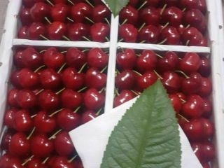 CEREZA DULCE DE UZBEKISTÁN.