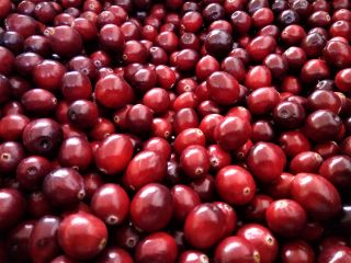 Venderé arándanos frescos de frutos grandes con certificado de