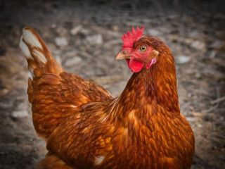 Venta de gallinas ponedoras - 8 PLN por gallinas