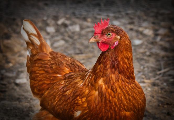 Venta de gallinas ponedoras - 8 PLN por gallinas de 2 años