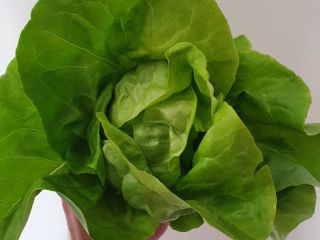 Ensalada rumana clásica - precio fijo 1 leu /