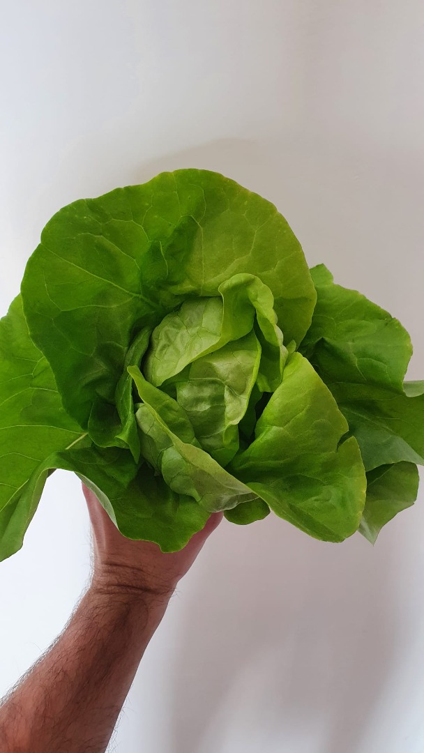 Ensalada rumana clásica - precio fijo 1 leu / pieza - recogida en el condado de Ilfov, comuna de Ciorogarla Disponible 1500 piezas
