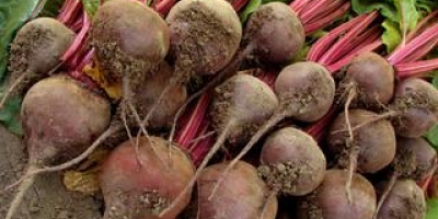 Una fábrica de conservas compra 50 toneladas de remolacha roja