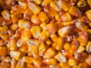 La empresa agrícola de Ucrania ofrece GRANO DE MAÍZ