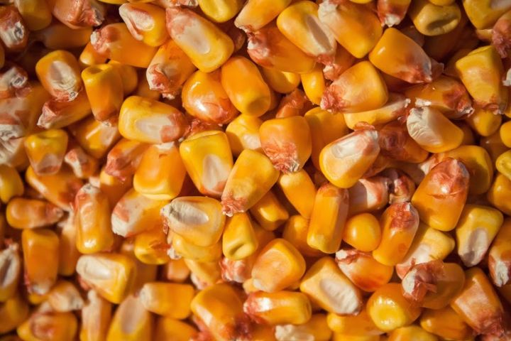 La empresa agrícola de Ucrania ofrece GRANO DE MAÍZ con nuestra entrega a la UE por carretera