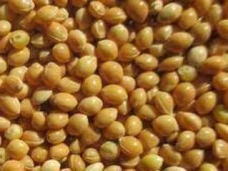 Mijo amarillo Origen Ucrania cosecha 2021 disponible gran stock