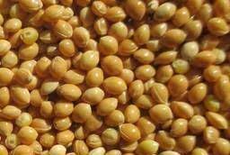 Mijo amarillo Origen Ucrania cosecha 2021 disponible gran stock en buenas condiciones
