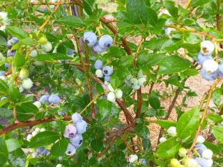 Tendré arándanos de una pequeña plantación en crecimiento para