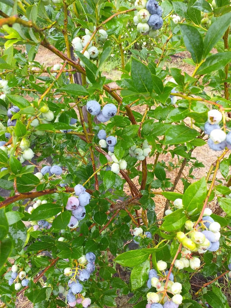 Tendré arándanos de una pequeña plantación en crecimiento para la venta durante el período de cosecha