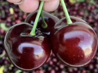 Bigaro Burlat y Van Cherries en venta - super