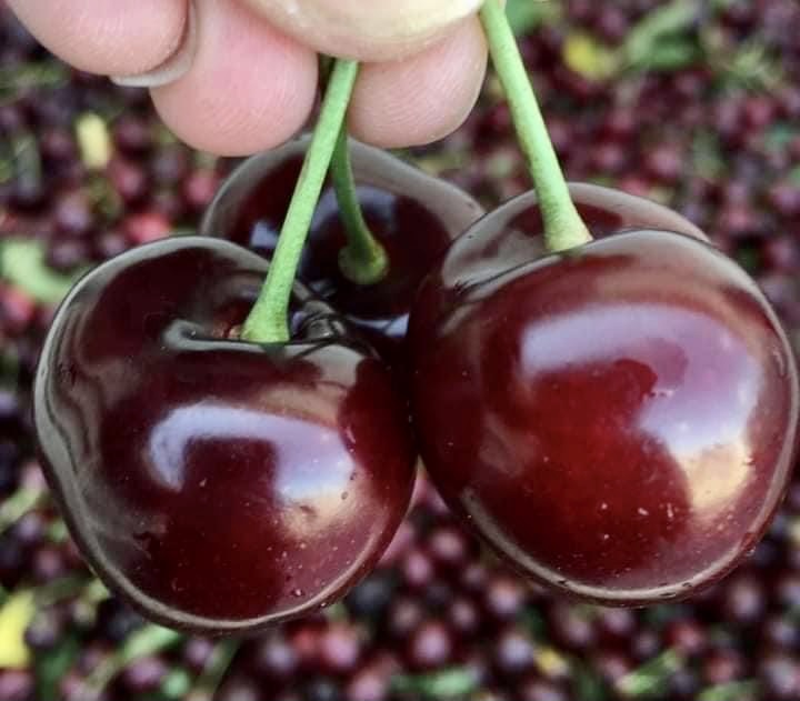 Bigaro Burlat y Van Cherries en venta - super calidad