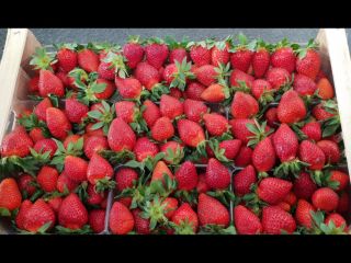 Venta de fresas Victoria. Envasado en jaulas de 5