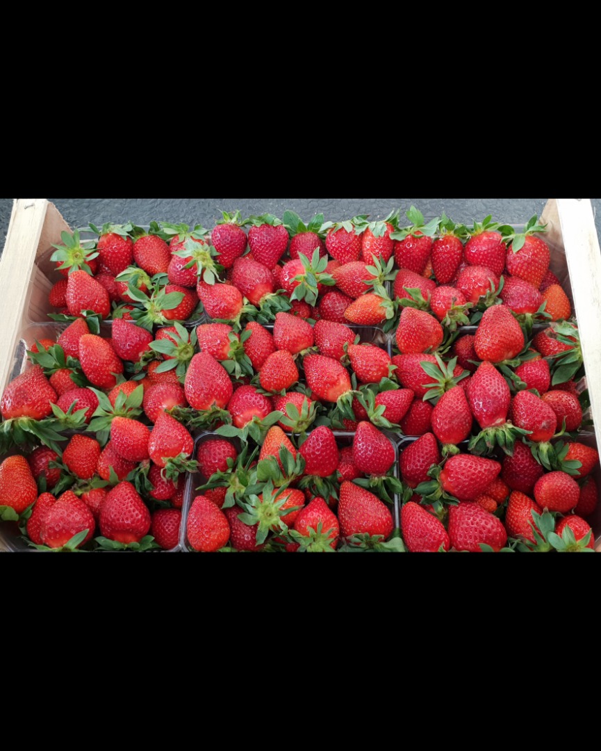 Venta de fresas Victoria