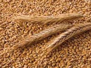 Venta de productos de cereales ucranianos en grandes cantidades: