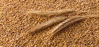 Venta de productos de cereales ucranianos en grandes cantidades: maíz 11 35 PLN / t, girasol 2732 PLN / t, trigo de clase 2 1625 PLN / t, lino de oliva 4,792