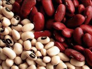 Vendemos frijoles rojos y frijoles blancos al por mayor