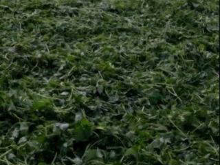 Ofrecemos una gran variedad de hierbas y frutas silvestres.