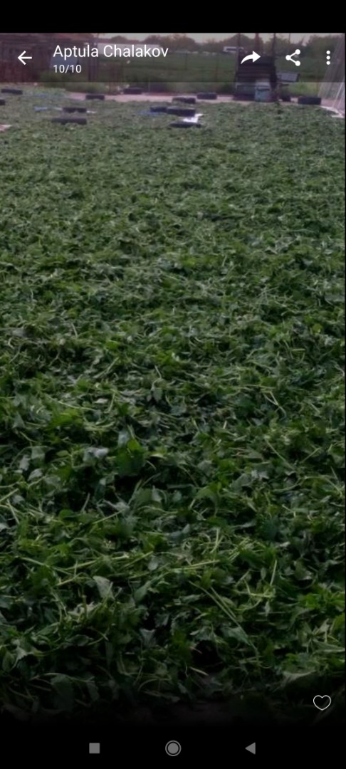 Ofrecemos una gran variedad de hierbas y frutas silvestres