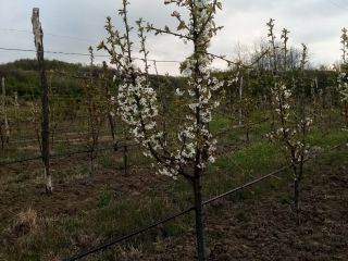 Frutas frescas y sabrosas producidas en su propia casa
