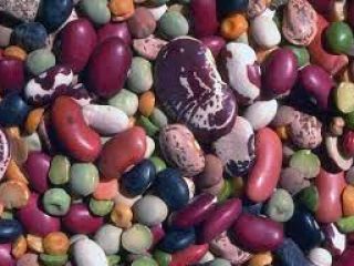 Ofertamos frijoles rojos, frijoles blancos al por mayor con