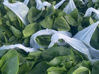 Venderé espinacas orgánicas de producción propia, no fumigadas. En