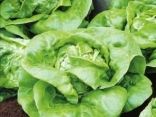 Hola. Tengo lechuga mantequilla a la venta (sin fumigar).