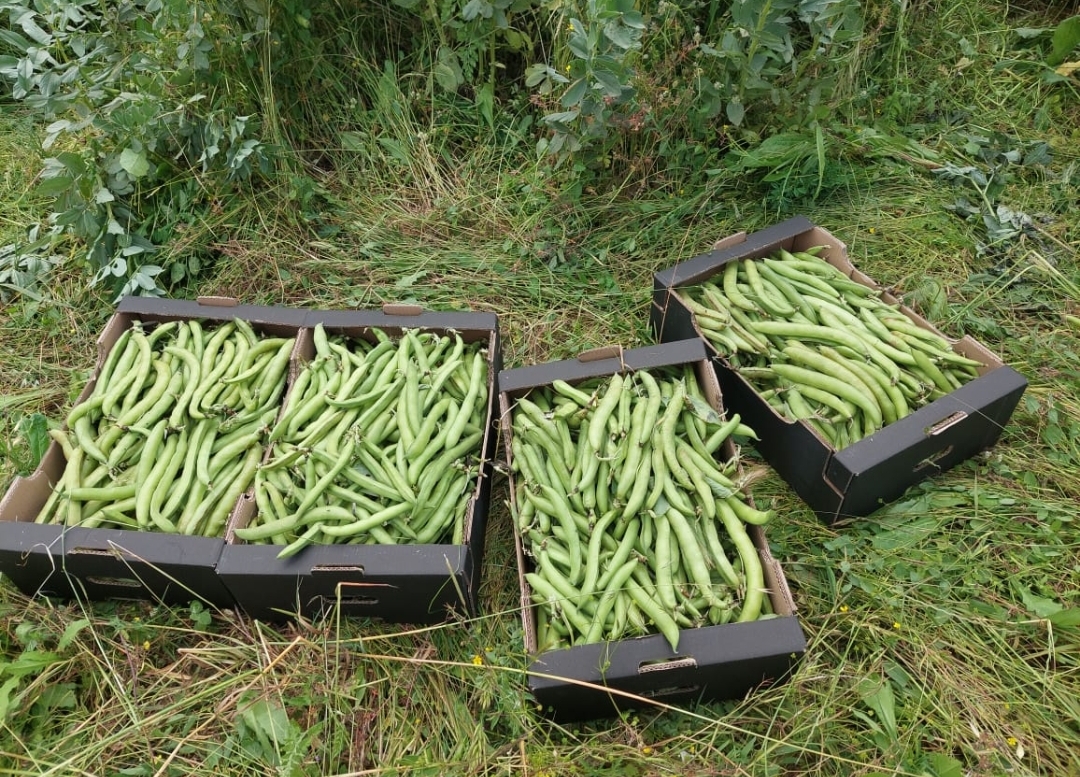 Venderé habas frescas en vaina