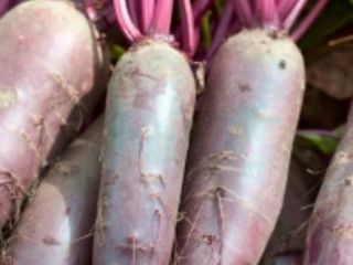 ¡Venderé una gran cantidad de remolacha variedad alto!