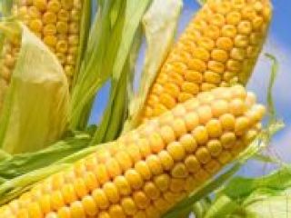 Vendemos maíz de alta calidad 2021 de Ucrania con