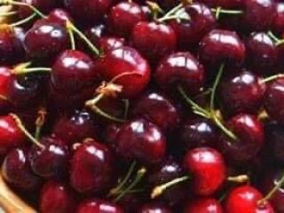 Estamos vendiendo cerezas producidas en Bulgaria, la región de