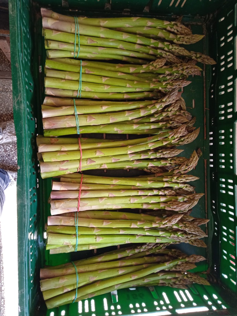Venderé espárragos verdes frescos a un precio mayorista de 8 PLN / kg