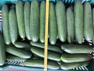 Venderé un pepino de invernadero corto. Envasado en saco