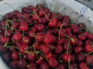 Estimados amigos, les ofrezco cereza fresca a precio comparativo.