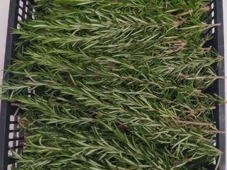 Nuestro romero orgánico se cultiva en el campo del