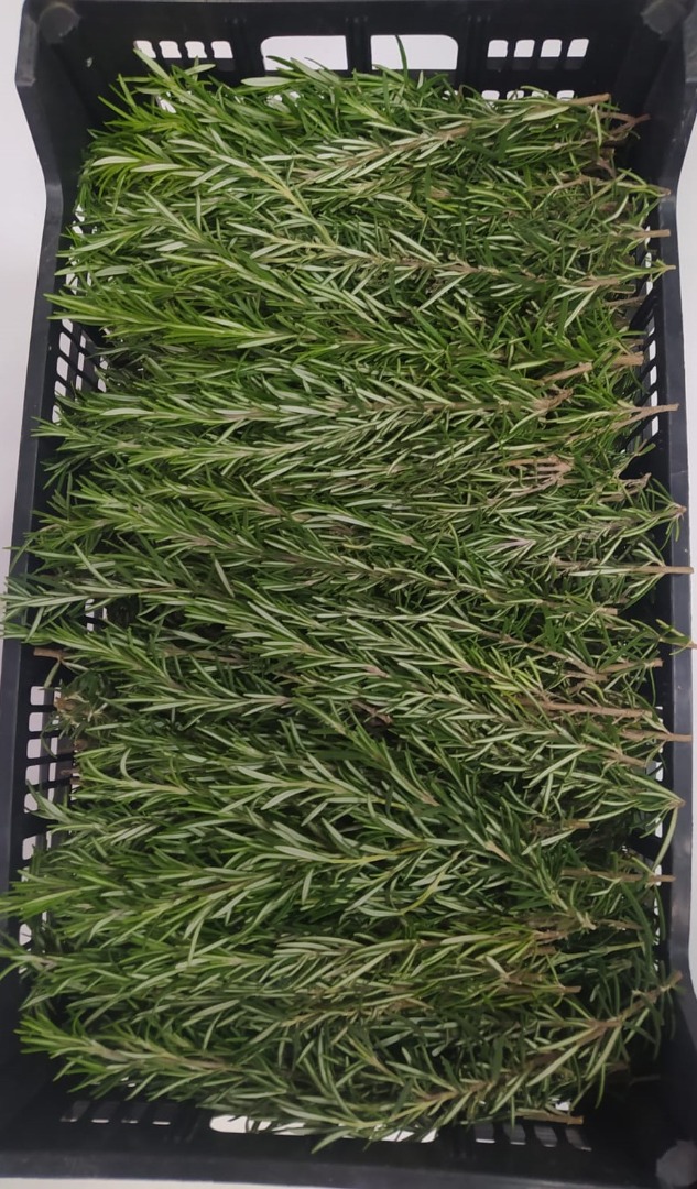 Nuestro romero orgánico se cultiva en el campo del oeste de Sicilia, en la provincia de Trapani