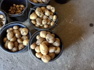 Vendo papas nuevas, Reviera, Envasadas a pedido. Contacto para