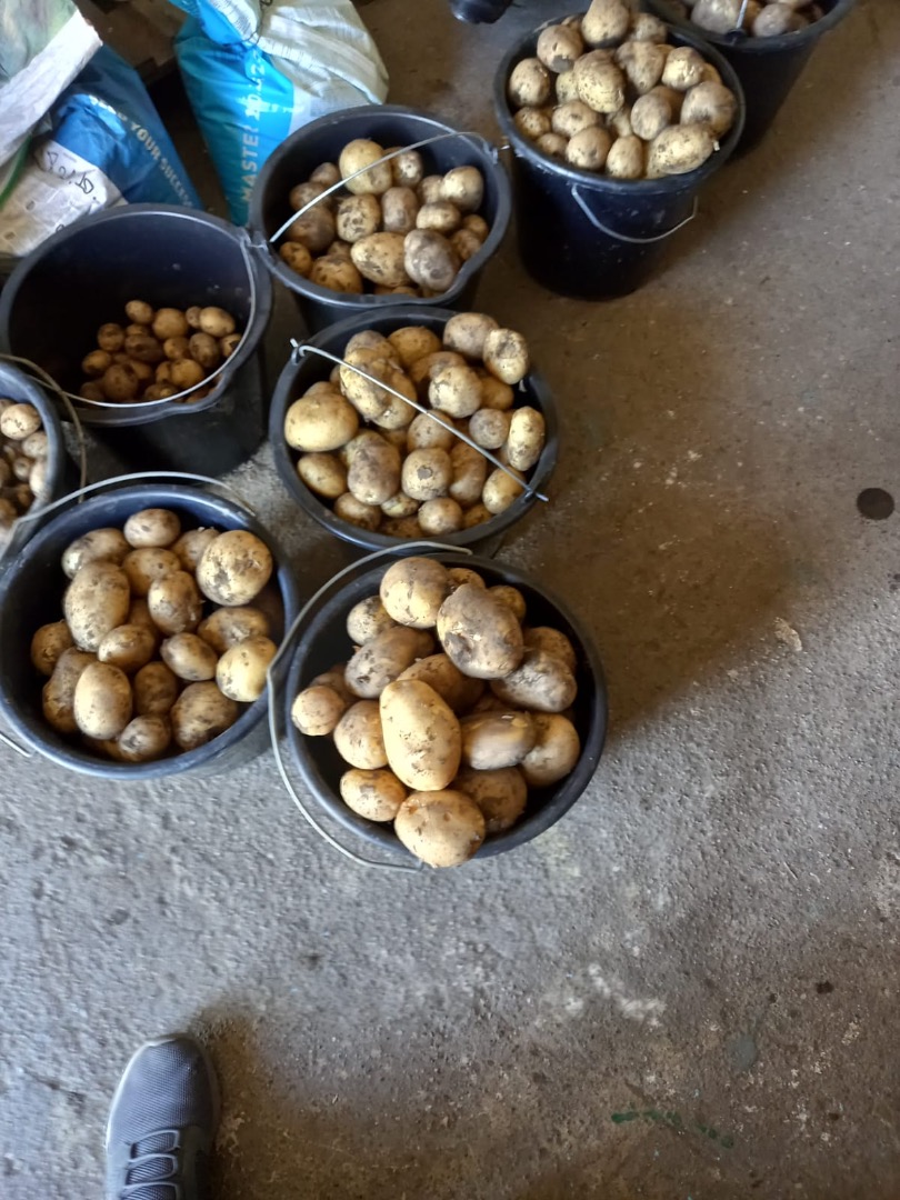 Vendo papas nuevas, Reviera, Envasadas a pedido